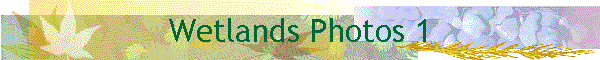 Wetlands Photos 1