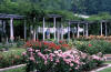 Rose gardens
