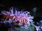 Waving tentacles catching microscopic food